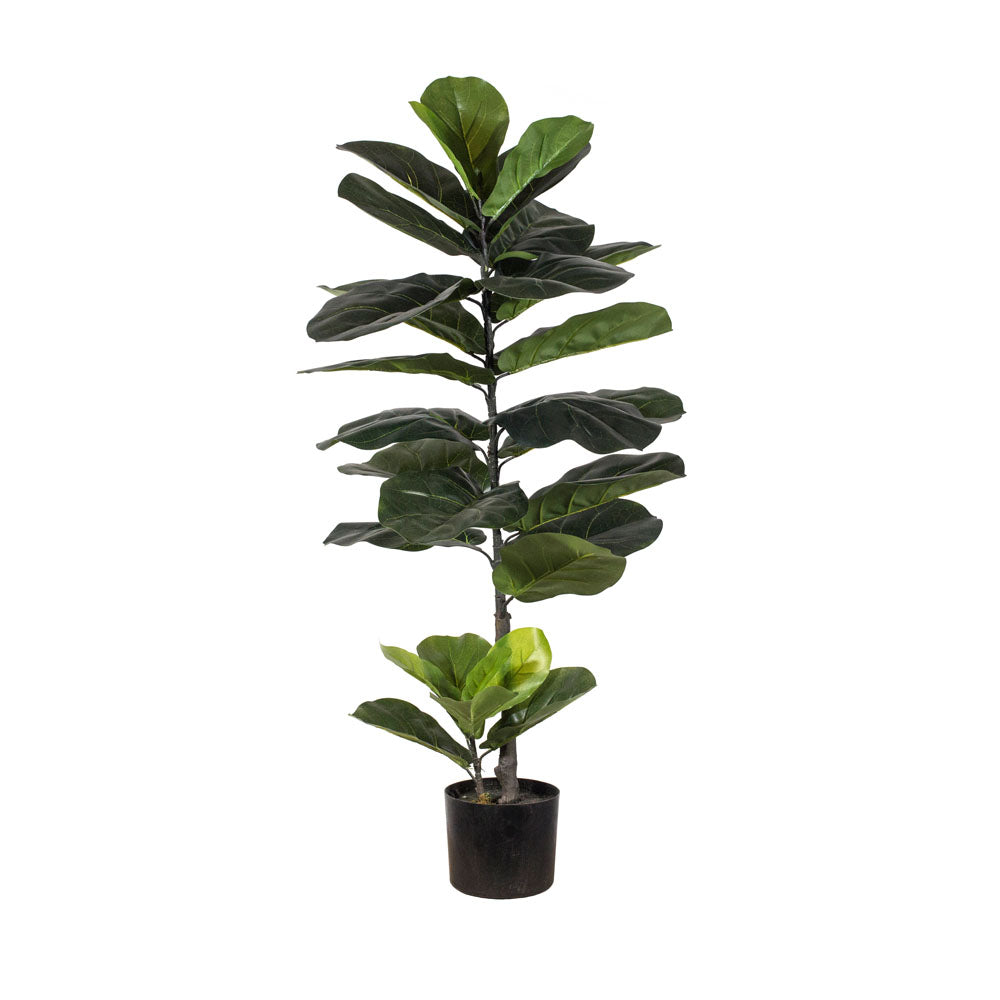 Ficus Lyrata 28 hojas 110 cm