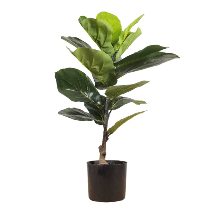 Ficus Lyrata mini 15 hojas 60 cm