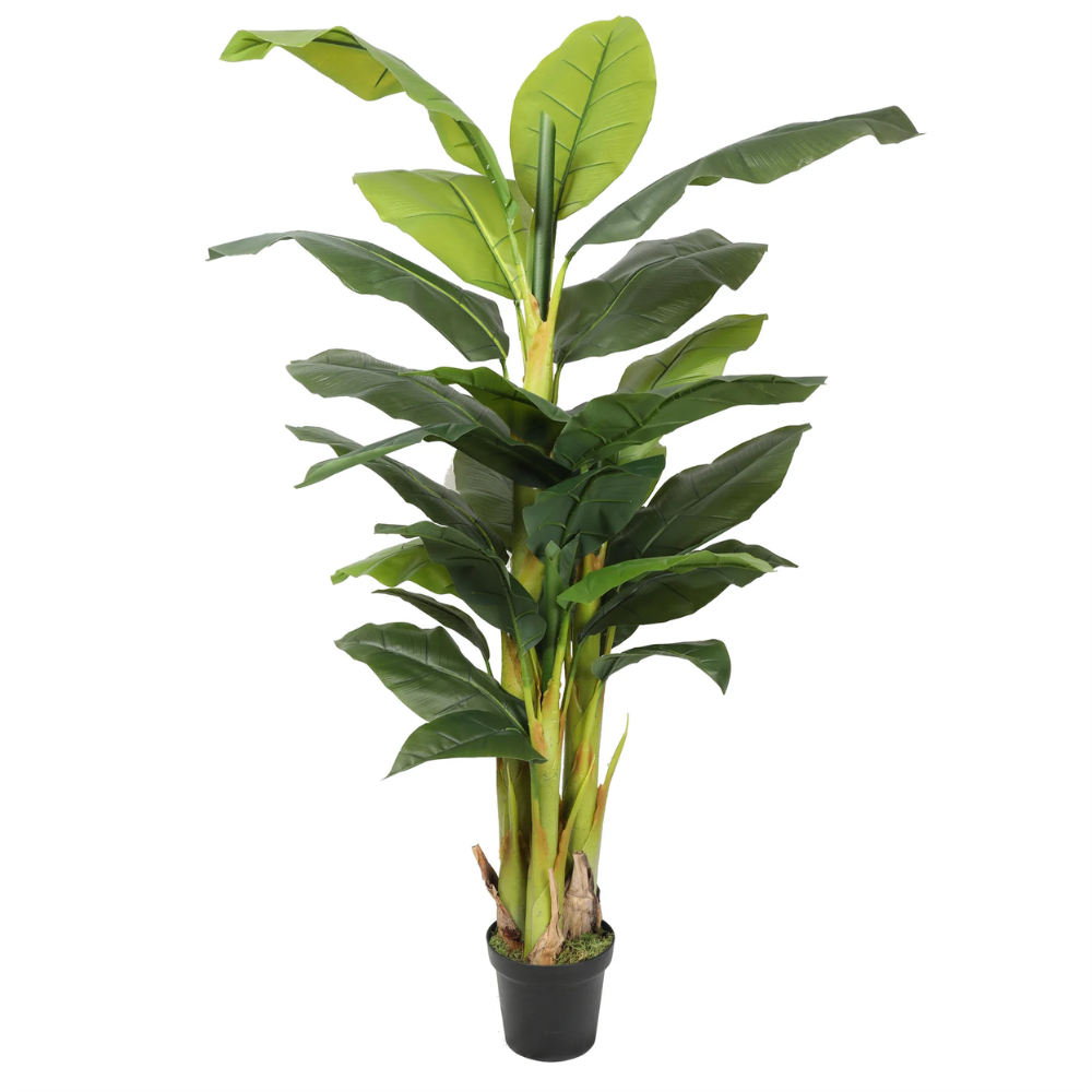 Banano 180