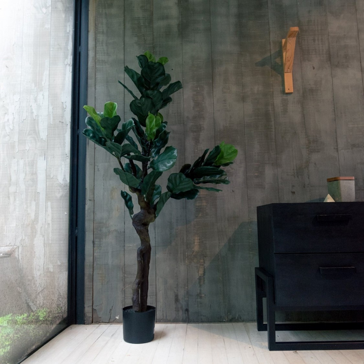 Ficus Lyrata 150 cm protección UV