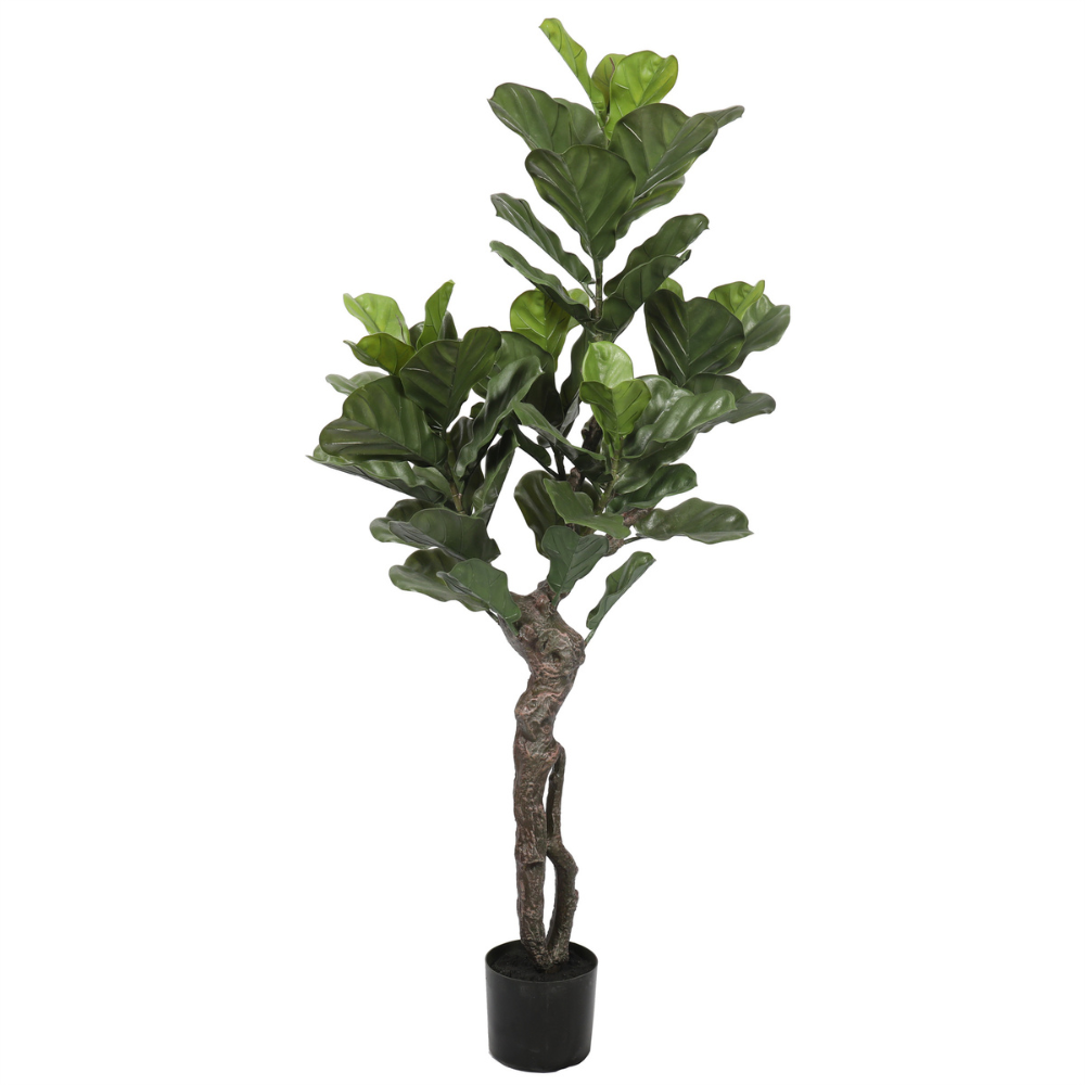 Ficus Lyrata 150 cm protección UV