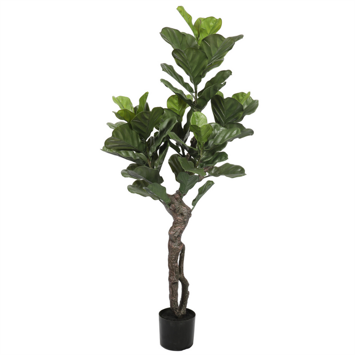 Ficus Lyrata 150 cm protección UV