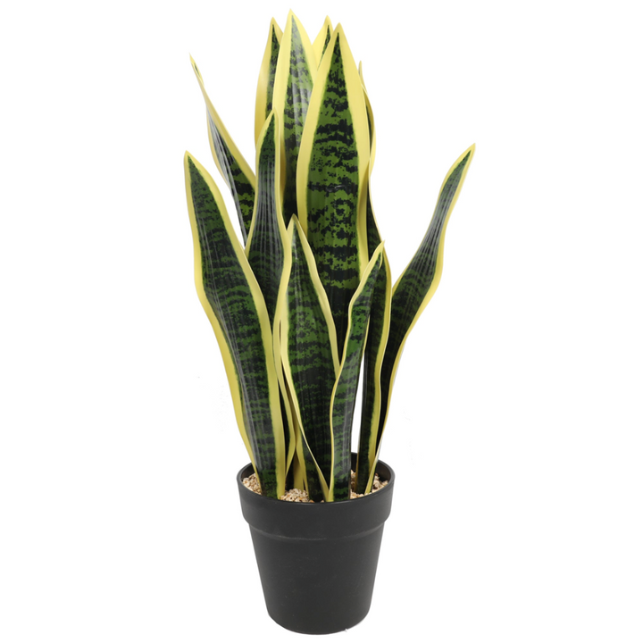 Lengua de suegra Amarilla 53,5 cm
