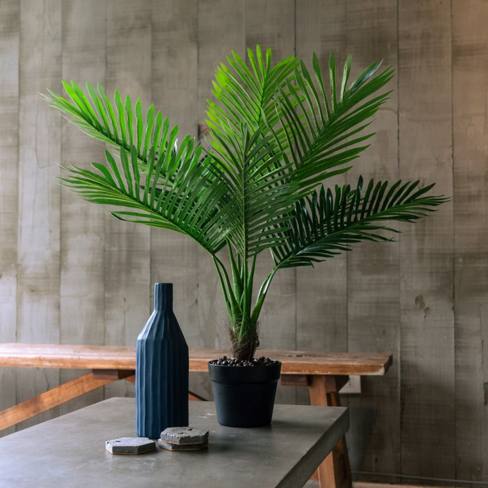 Palmera de 80 cm