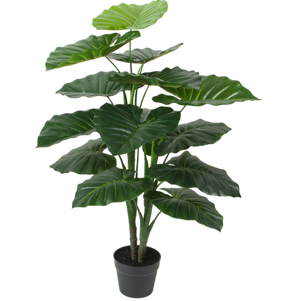 Taro verde 90 cm, 12 hojas